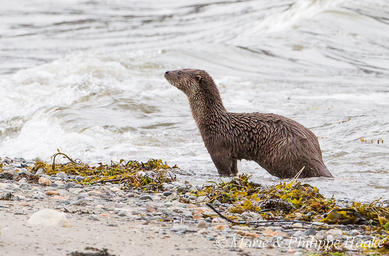 Loutre 8232.jpg - Loutre d'Europe, Lutra Lutra (Storfjorden, Norvège, juin 2012)